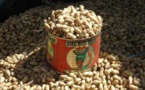 Arachide : le prix au producteur fixé à 250 francs CFA le kilo