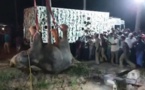 Inde : un éléphant tombé dans un puits a été sauvé