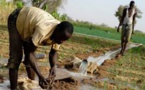 La Banque mondiale alloue 60 millions de dollars pour renforcer la résilience de l’agriculture en Afrique (communiqué)