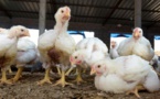 Grippe aviaire: Le Sénégal a abattu plus de 40’000 volailles en début d'année, selon le ministère de l'Elevage