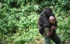 RD Congo : Le parc des Virunga, théâtre d'un conflit sanglant