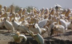 Les 750 pélicans blancs du parc de Djoudj tués par la grippe aviaire, selon le ministère de l’Environnement