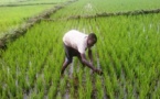 Guinée-Bissau : la coopération agricole avec la Chine "sur le point de garantir l'autosuffisance alimentaire" en zone rurale (Reportage Xinhua))