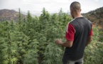 Gros producteur de haschich, le Maroc veut passer au cannabis thérapeutique
