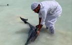 Des dizaines de dauphins sauvés au large de l’Arabie saoudite