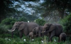 L'éléphant d'Afrique désormais en danger d'extinction, selon l'UICN