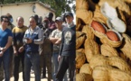 Main basse chinoise sur l’arachide sénégalaise : du désordre dans la filière aux soupçons de blanchiment de capitaux