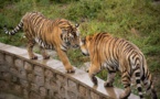 CHINE : Deux tigres abattus dans un zoo après avoir tué un gardien