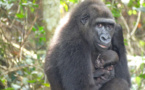 Un bébé gorille né en milieu naturel de deux parents réintroduits au Gabon
