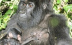 RD Congo : naissance d'un gorille de montagne au parc national des Virunga
