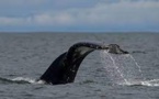Washington va renforcer la lutte contre la disparition des baleines