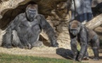 Etats-Unis : des gorilles du zoo d’Atlanta positifs au coronavirus à cause d’un soignant asymptomatique