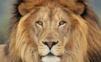 Afrique du Sud - Des lions et des pumas ont attrapé le variant Delta de la COVID-19