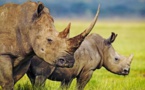 Des « Rhino Bonds » de la Banque mondiale pour sauver les rhinocéros d'Afrique du Sud