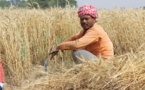 L'Inde interdit les exportations de blé