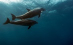 Les dauphins reconnaissent leurs amis grâce au goût de leur urine