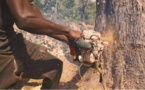 Entre le Mali et la Chine, le trafic de bois de rose prospère