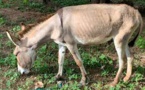 En Afrique du Sud, les ânes placés sous haute protection contre le trafic vers la Chine
