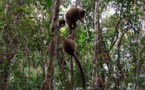 Madagascar : la valeur économique des aires protégées estimée à 500 millions de dollars