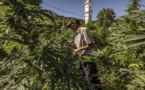 Dans le Rif marocain, la production de cannabis médical attendue comme un remède