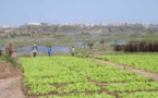 Sénégal - A Mboro, des agriculteurs mobilisés face à la crise climatique