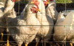 L'Europe fait face à la pire grippe aviaire de son histoire