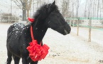 En Chine, un cheval cloné ouvre un nouvel avenir pour les sports équestres