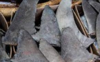Brésil - Saisie record de plus de 28 tonnes d’ailerons de requins