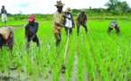 Du Sénégal au Kenya, la Corée du Sud lance le mégaprojet de « ceinture du riz »