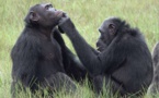 RDC – Trois hauts fonctionnaires impliqués dans le trafic d’espèces sauvages protégées sanctionnés par les Etats-Unis (Département d'Etat)