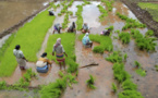 La forte hausse des prix du riz annonce des risques alimentaires liés au climat