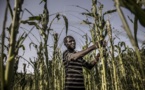 Le Kenya et l'ONU créent un fonds de 134 millions de dollars pour améliorer l'accès aux financements des agriculteurs