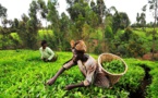 Culture du thé: le Kenya table sur un milliard de dollars de recettes d'exportation pour 2023