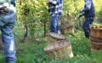 FRANCE - Les vendanges dans l'ombre des châteaux prestigieux, squats et marchands de sommeil