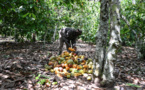Côte d'Ivoire: des craintes pour la récolte de cacao après de trop fortes pluies