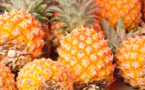 Côte d'Ivoire : le taux d'exportations d'ananas a chuté de 27% par rapport à la campagne précédente en 2023 (FAO)