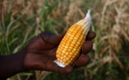 Au Zimbabwe, El Nino fait ressurgir le spectre de la faim