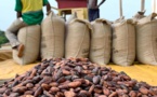 Le Ghana augmente le prix du cacao de 50 % pour soutenir les producteurs et lutter contre la contrebande