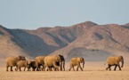 Sécheresse en Namibie - Des éléphants seront abattus pour nourrir la population (NYT)