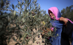 L’armée israélienne tue une Palestinienne alors qu'elle récoltait des olives en Cisjordanie