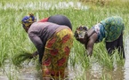 Sénégal : la BAD débloque près de 36 milliards FCFA pour augmenter les productions agricoles, les emplois et les revenus dans neuf régions du pays