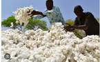 Au Burkina, les violences jihadistes bouleversent la production de coton