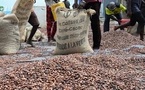 Côte d'Ivoire : l'Etat va acheter les stocks de cacao pour résoudre la crise