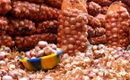 Le gouvernement suspend la vente de l’oignon provenant des ‘’agro-business’’, jusqu’au 1er juin 2026