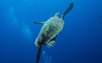 La Chine a découvert des "tortues espionnes" operant dans ses zones maritimes