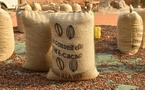 Cacao en Côte d'Ivoire : Une crise d'ajustement après l'euphorie