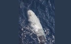 La marine du CGRI s’empare d’un drone sous-marin américain dans le détroit d’Ormuz