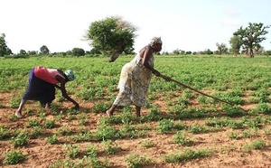 Sommes-nous face à une stratégie de remplacement des petits producteurs sénégalais par l’agrobusiness ? (Par Amar Sall)