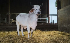 "Un coup dur": le Salon de l'agriculture bousculé par l'absence inédite de vaches