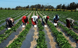 Financer l’agriculture africaine : l’urgence de la réforme face à la faim